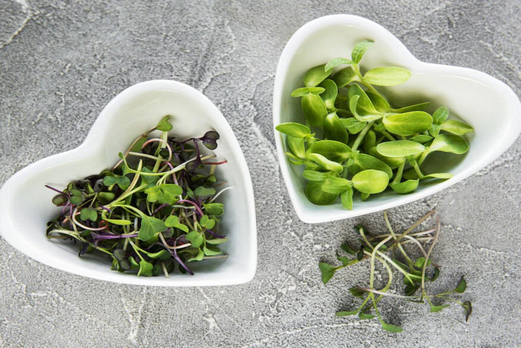 Cultivating Wellness: Elevate Your Nutrition with Uns Farms Microgreens