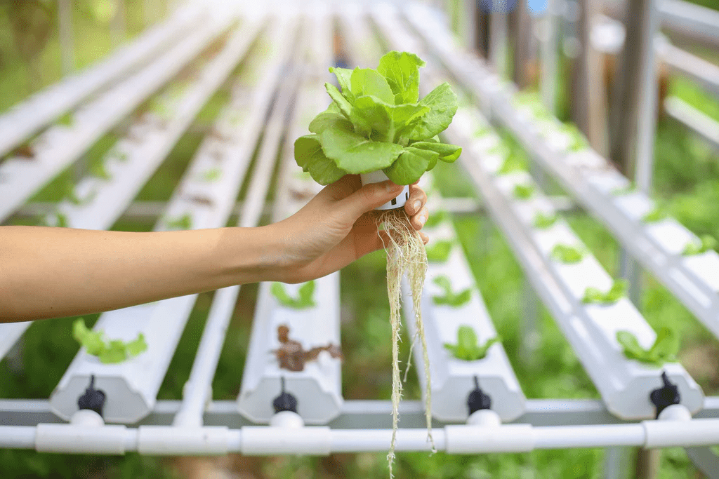 Discovering the Nutritional Advantages of Hydroponic Farming Produce