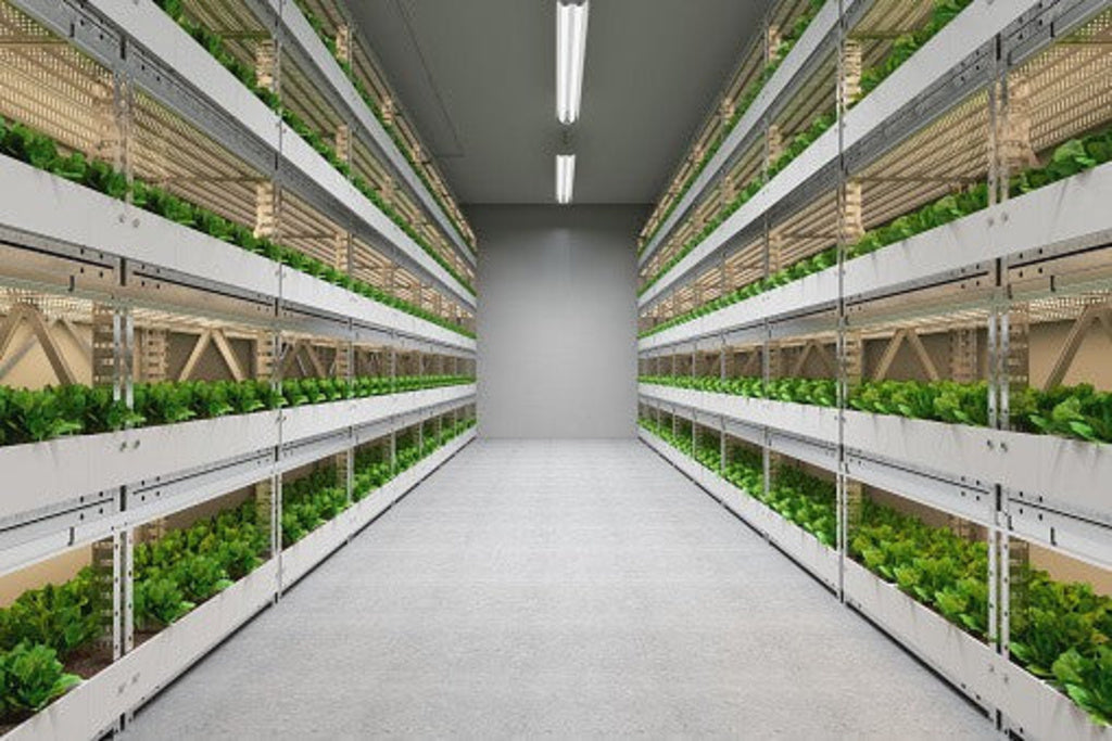 The Future of Vertical Farming in UAE