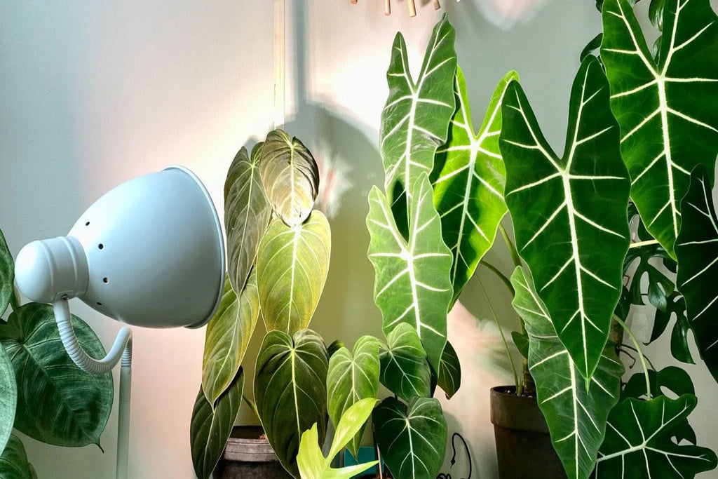 What Are the Two Hidden Keys to Plant Health That Most People Forget?