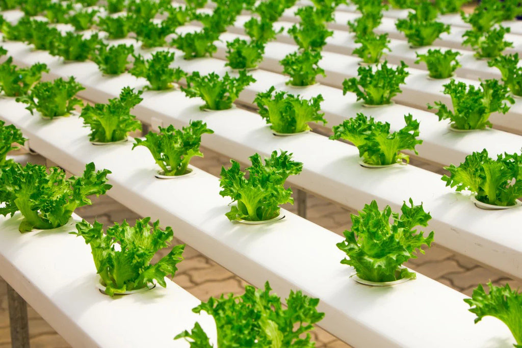 Harvesting a Brighter Future: The Importance of Embracing Locally Grown Produce
