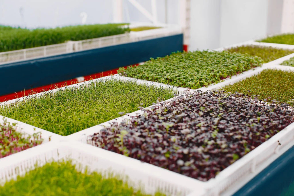 The Growing of Sprouts and Microgreens: A Journey Towards Sustainable Farming