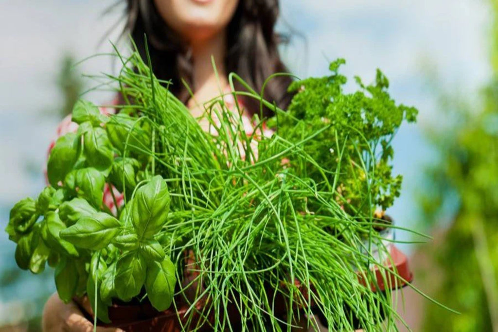 The Health Benefits of Fresh Herbs: Nature’s Powerhouses