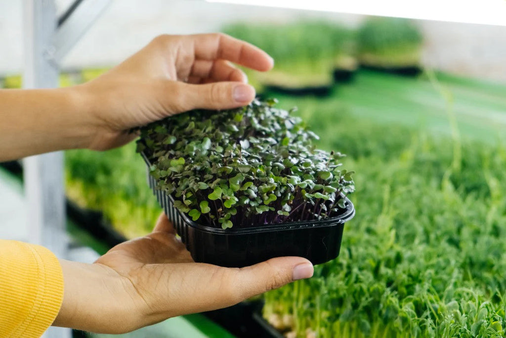 The Ultimate Guide to UNS Farms' Microgreens: Flavors, Health Benefits, and Culinary Uses