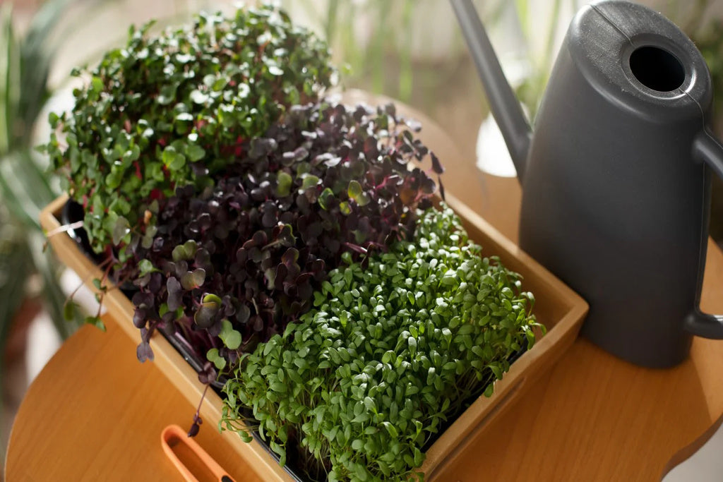 Keep Your Vertical Farm Pest-Free: Organic Pest Control Tips from UNS Farms