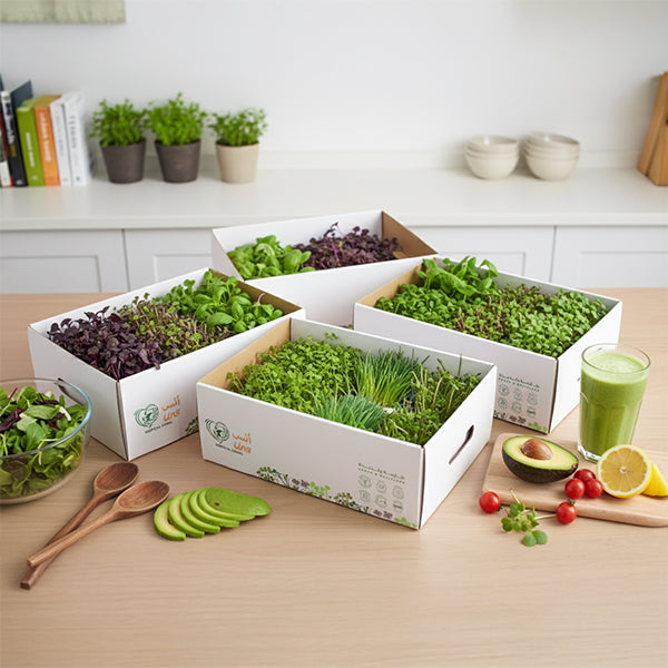 Microgreen Boxes filled with fresh greens, ideal for farms, cafés, and home growers, showcasing their organization and presentation.