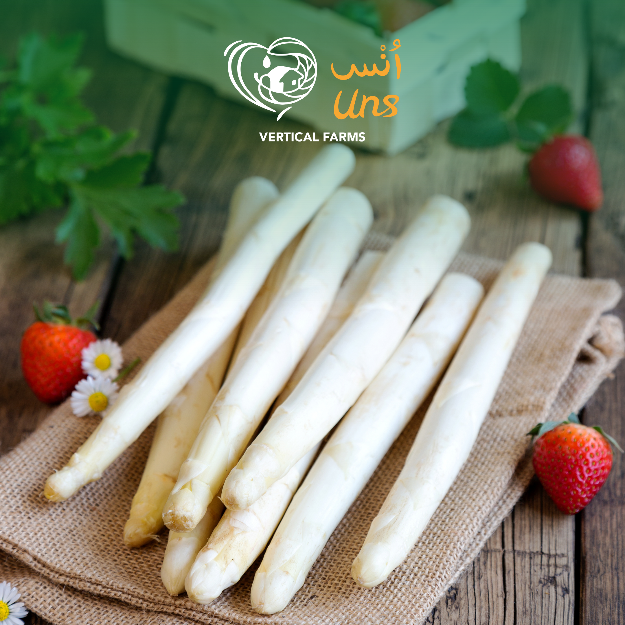 Asparagus White Holland