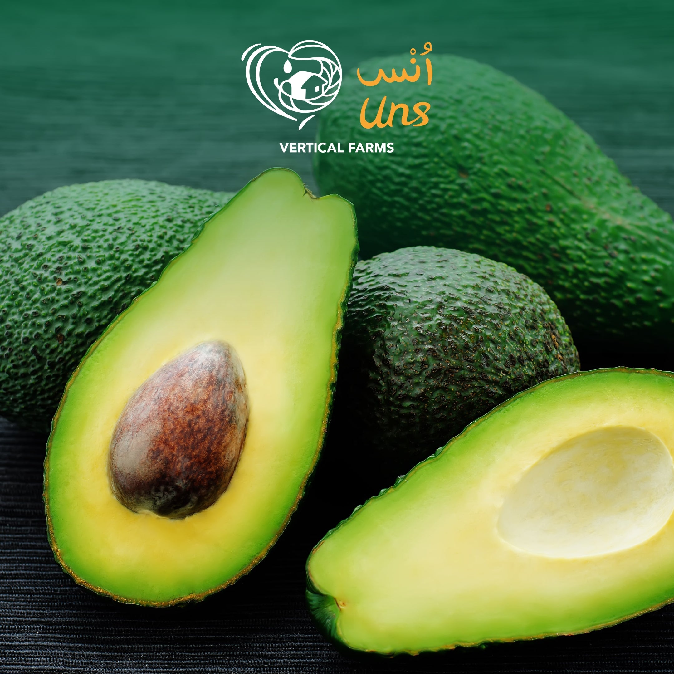 Avocado Hass Peru
