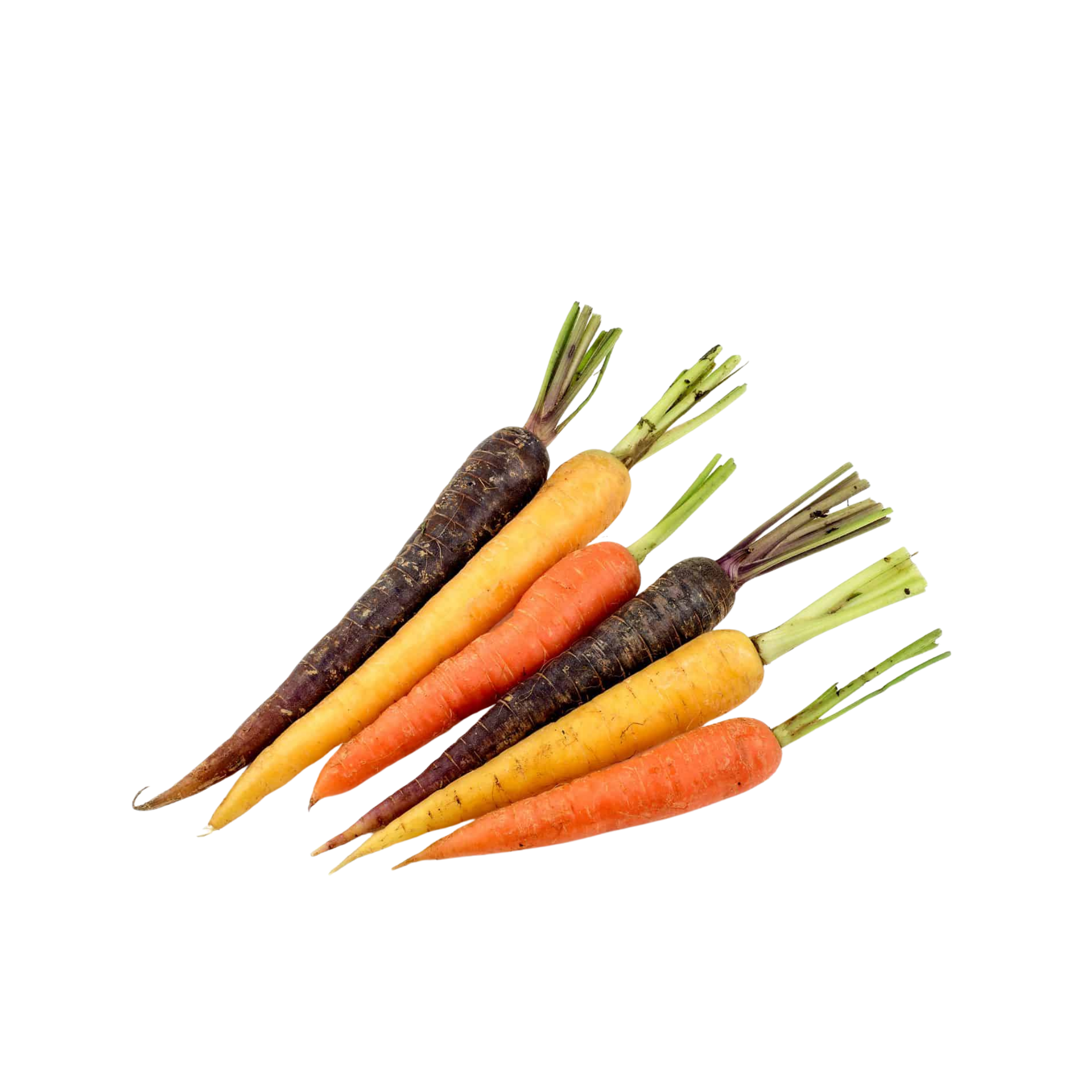 Baby Carrot Rainbow South Africa