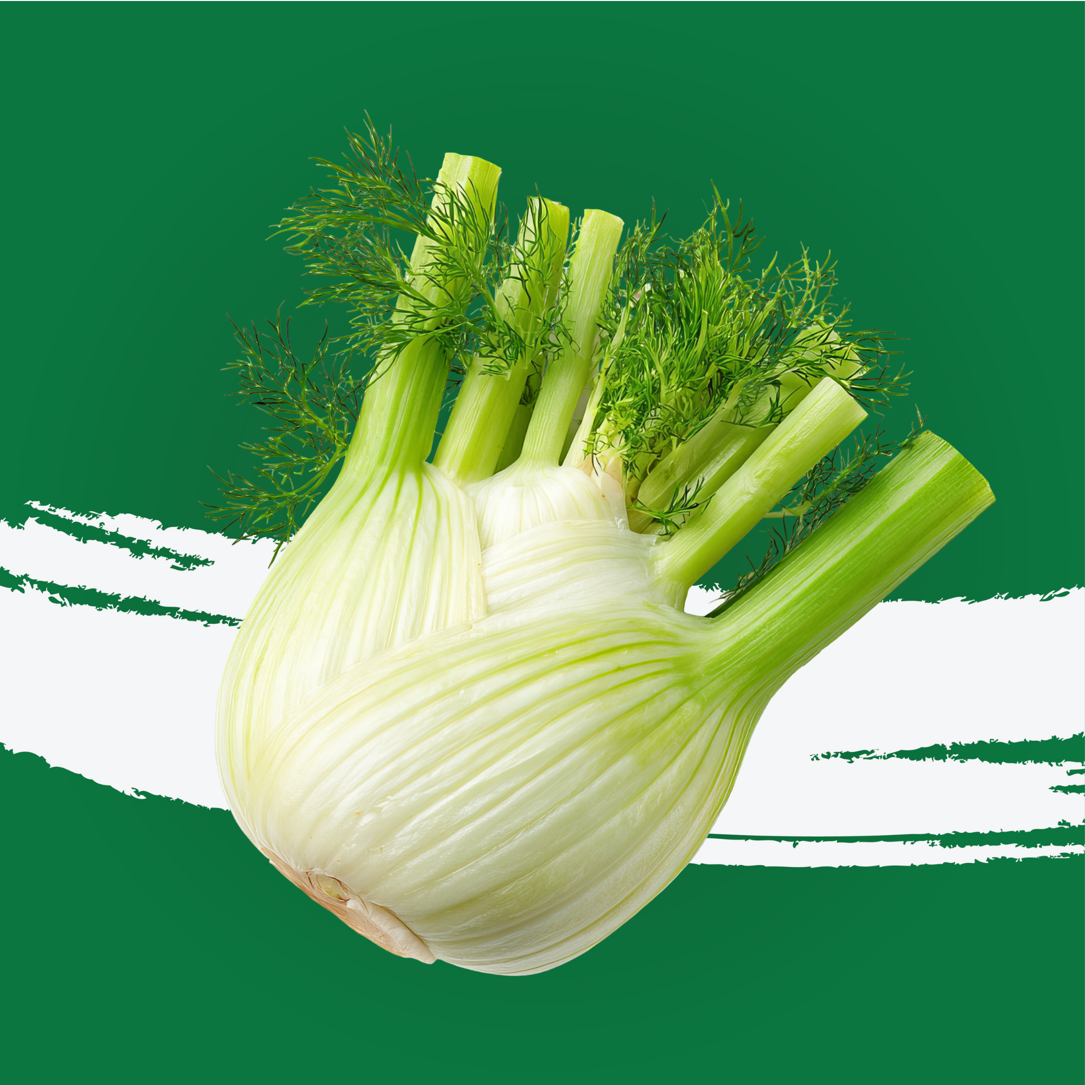 Fennel Holland