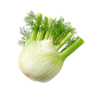 Fennel Holland