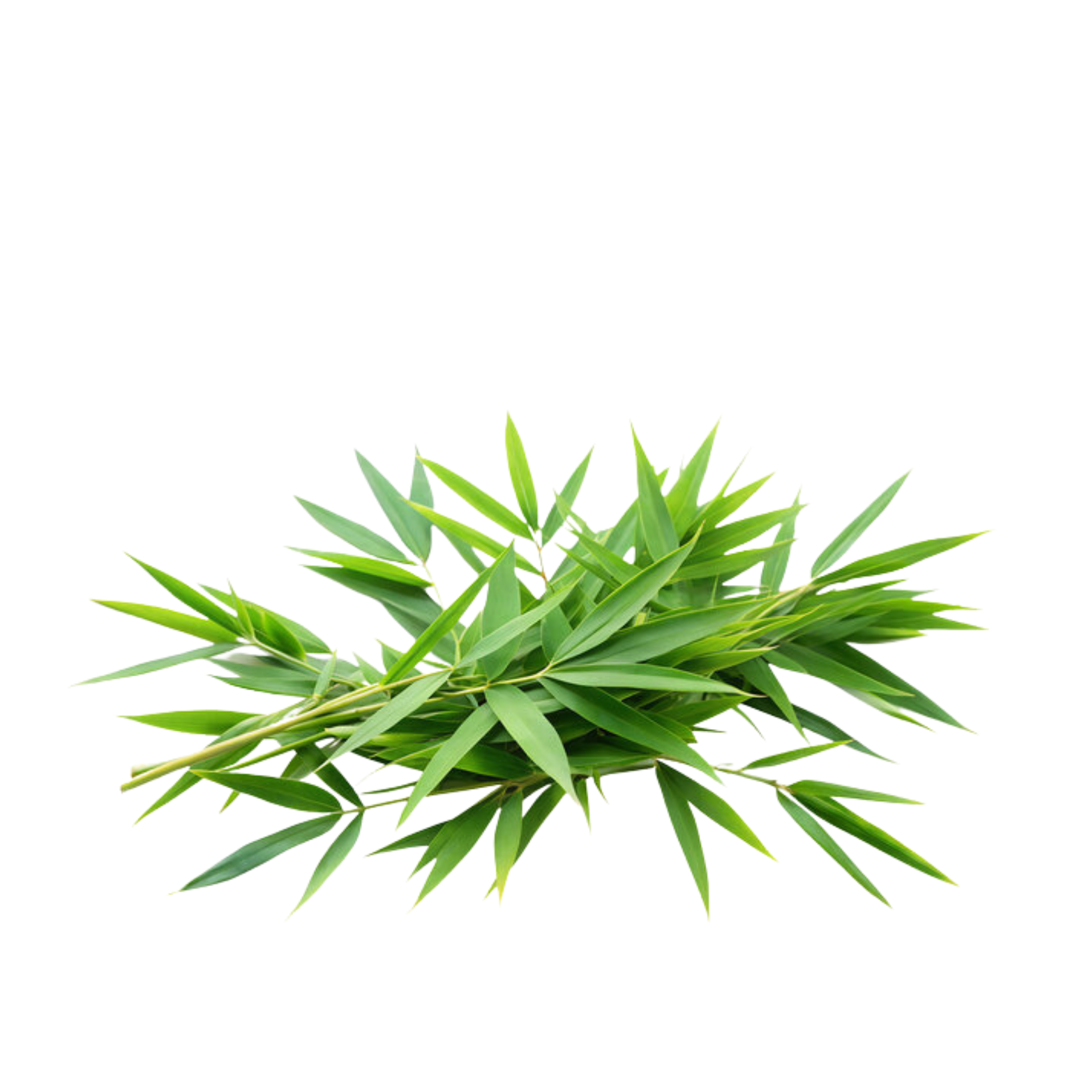 Bamboo Leaves