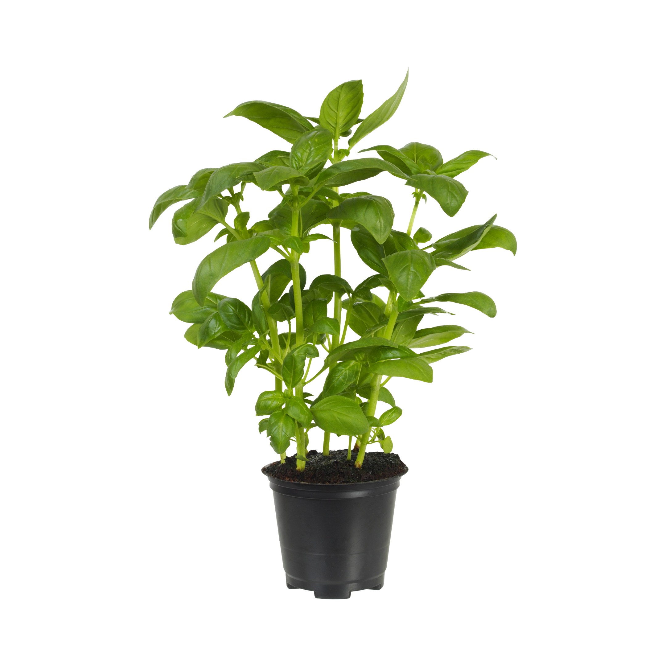Basil Pot Uae