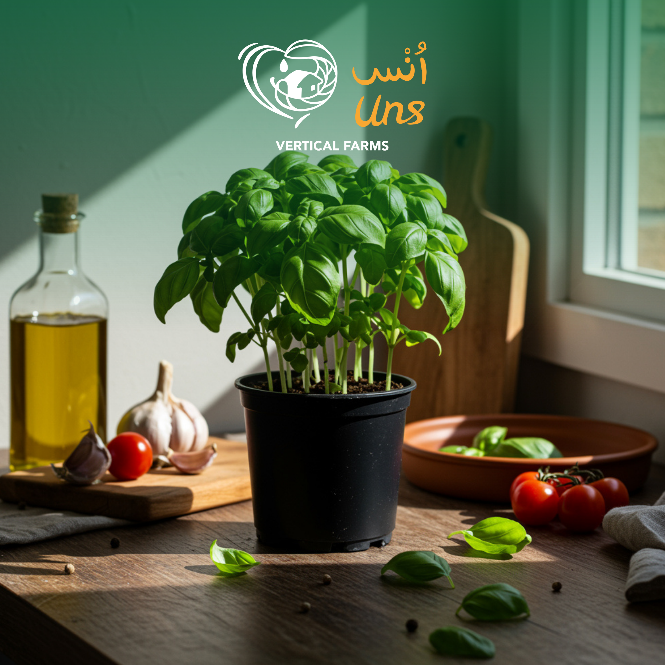 Basil Pot Uae