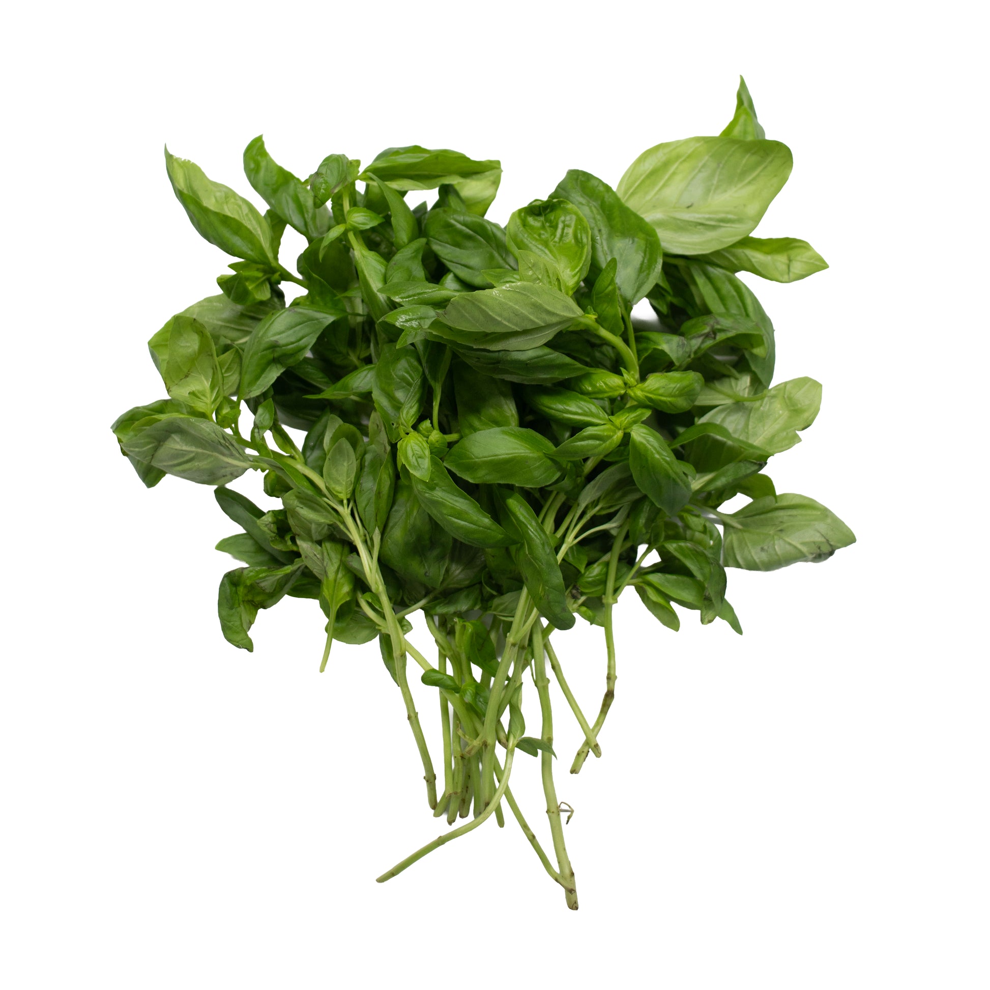 Fresh basil grown in UAE