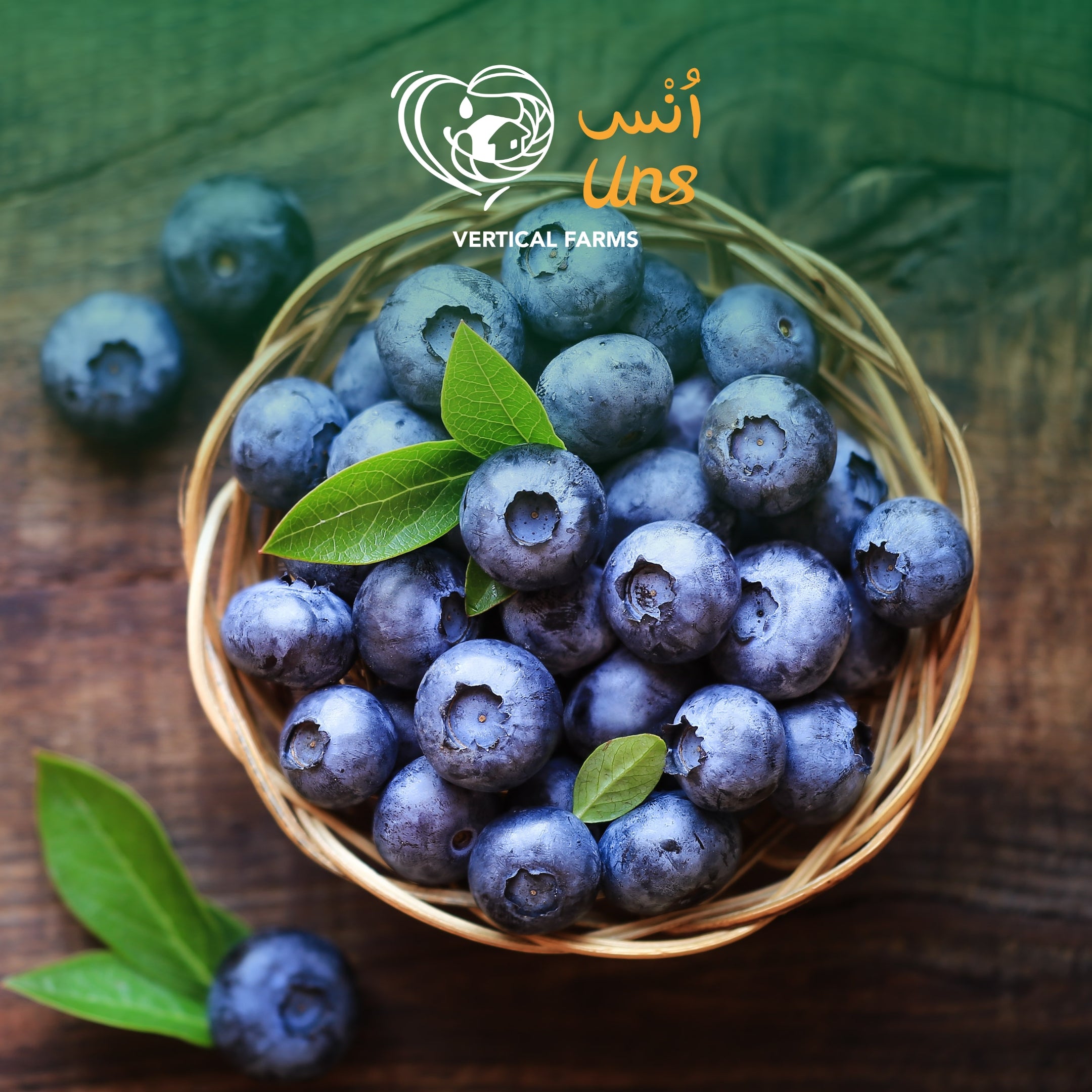 Blueberry Mexico