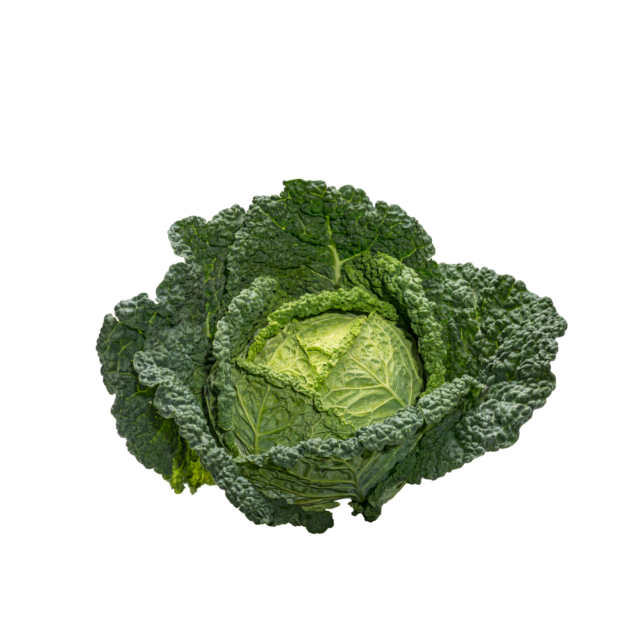 Cabbage Savoy Holland