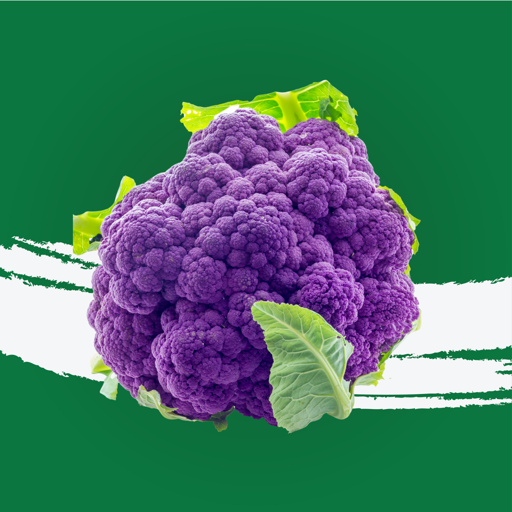 Cauliflower Purple Holland