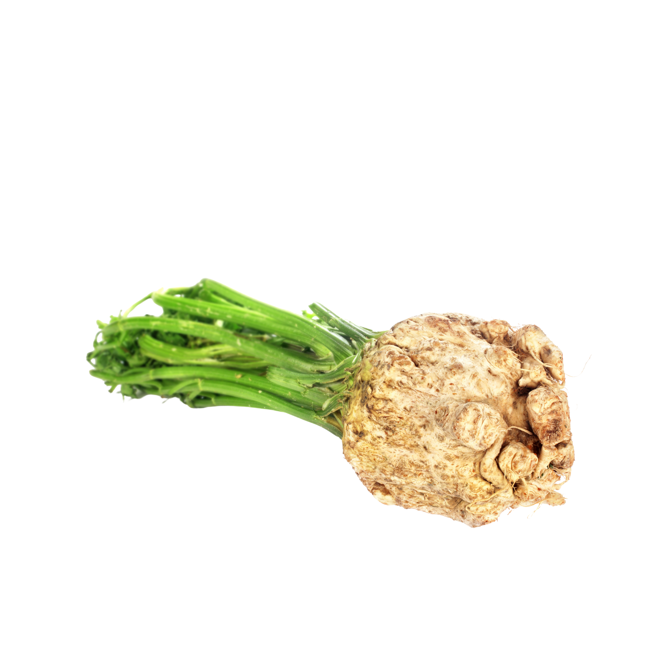 Celeriac Holland