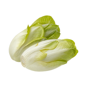 Chicory White Holland