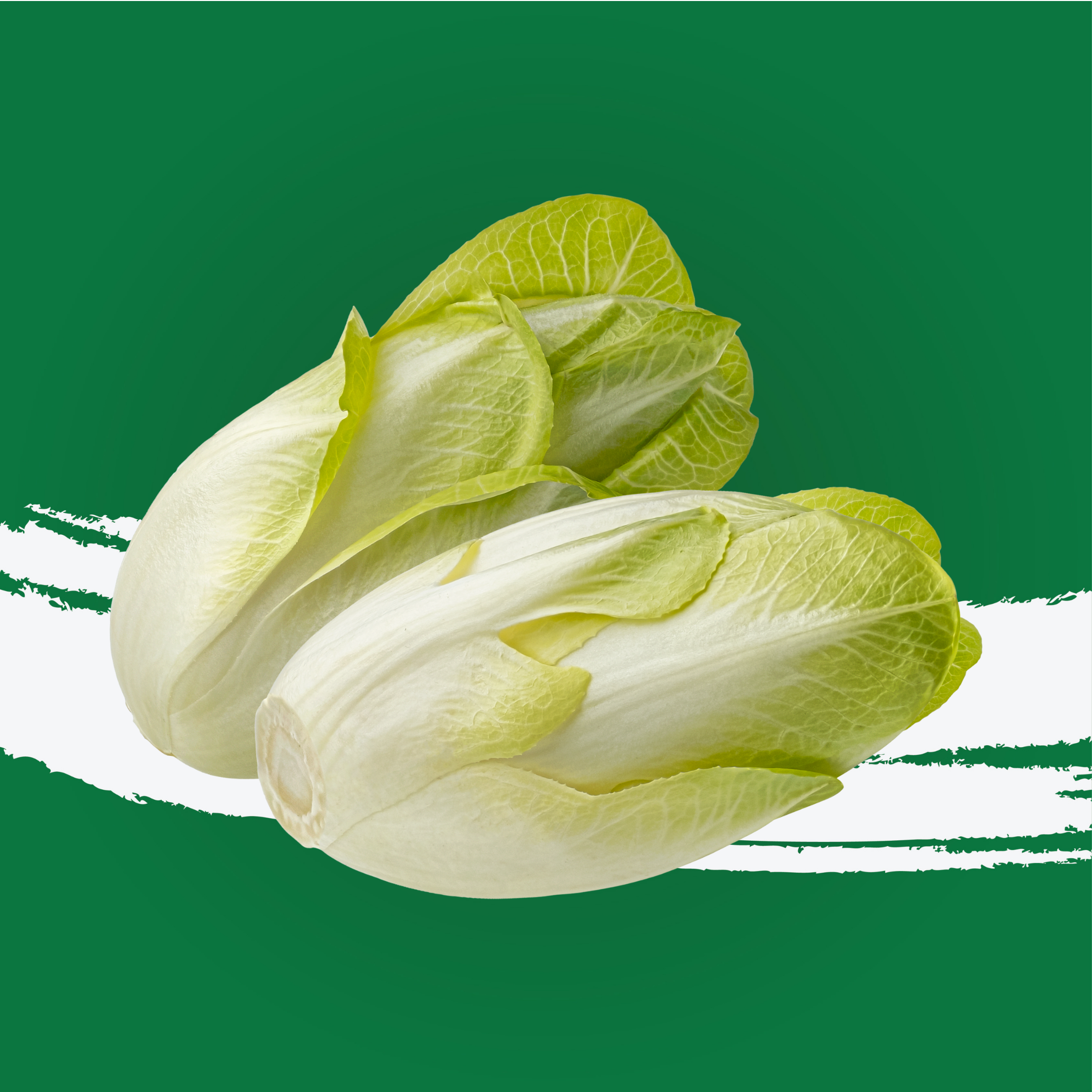 Chicory White Holland