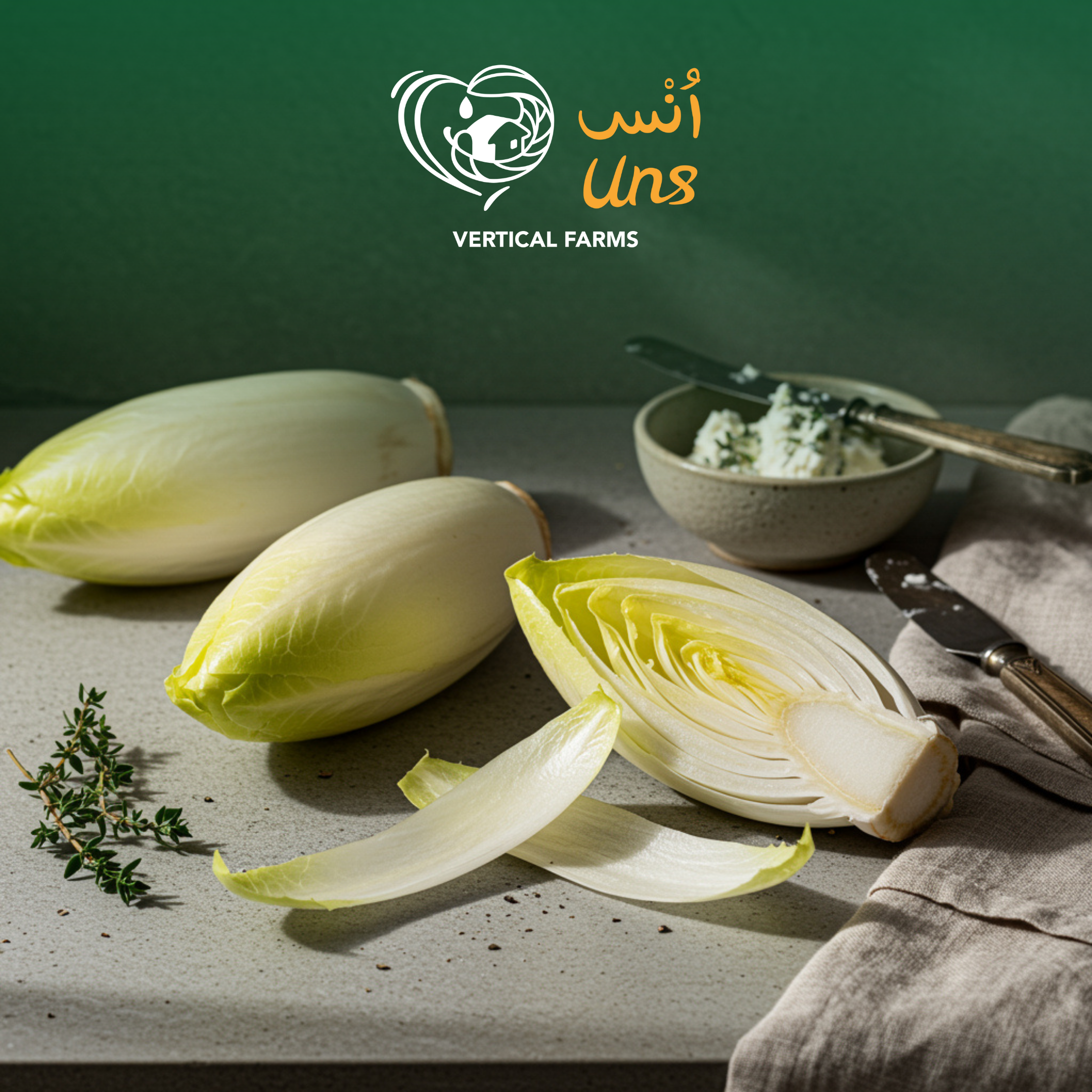 Chicory White Holland