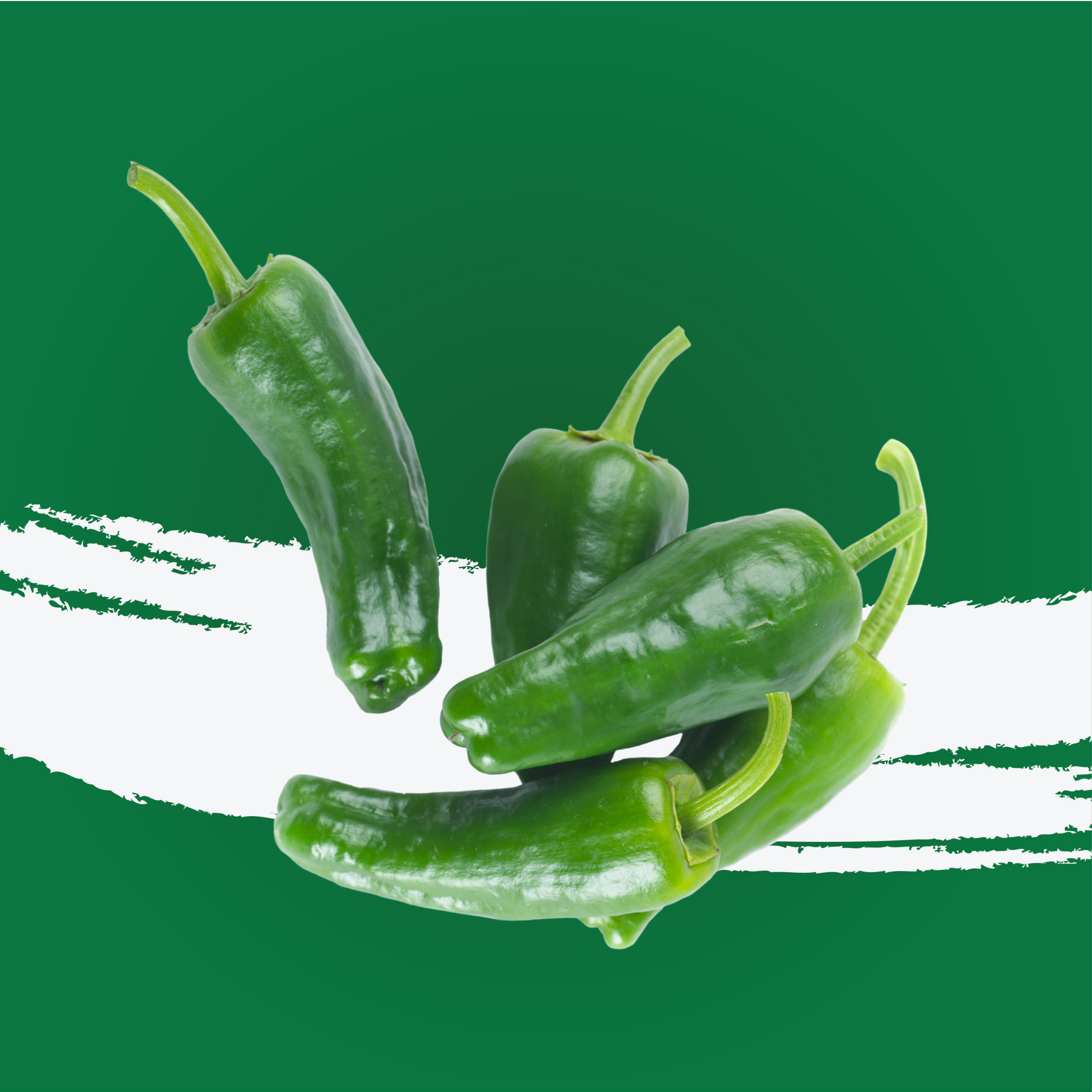 Chilly Padron Holland