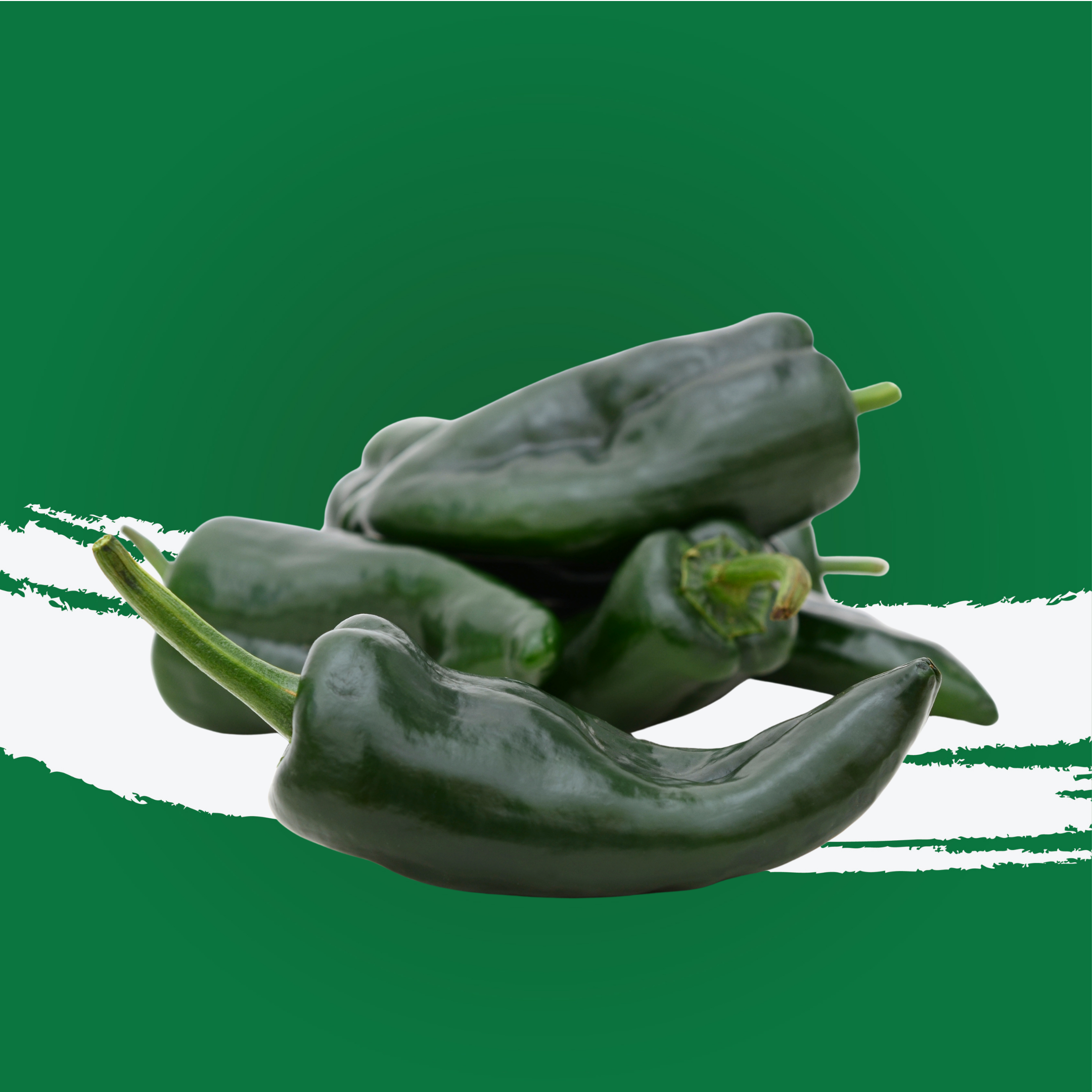 Chilly Poblano Holland