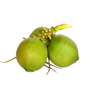 Coconut Tender Vietnam