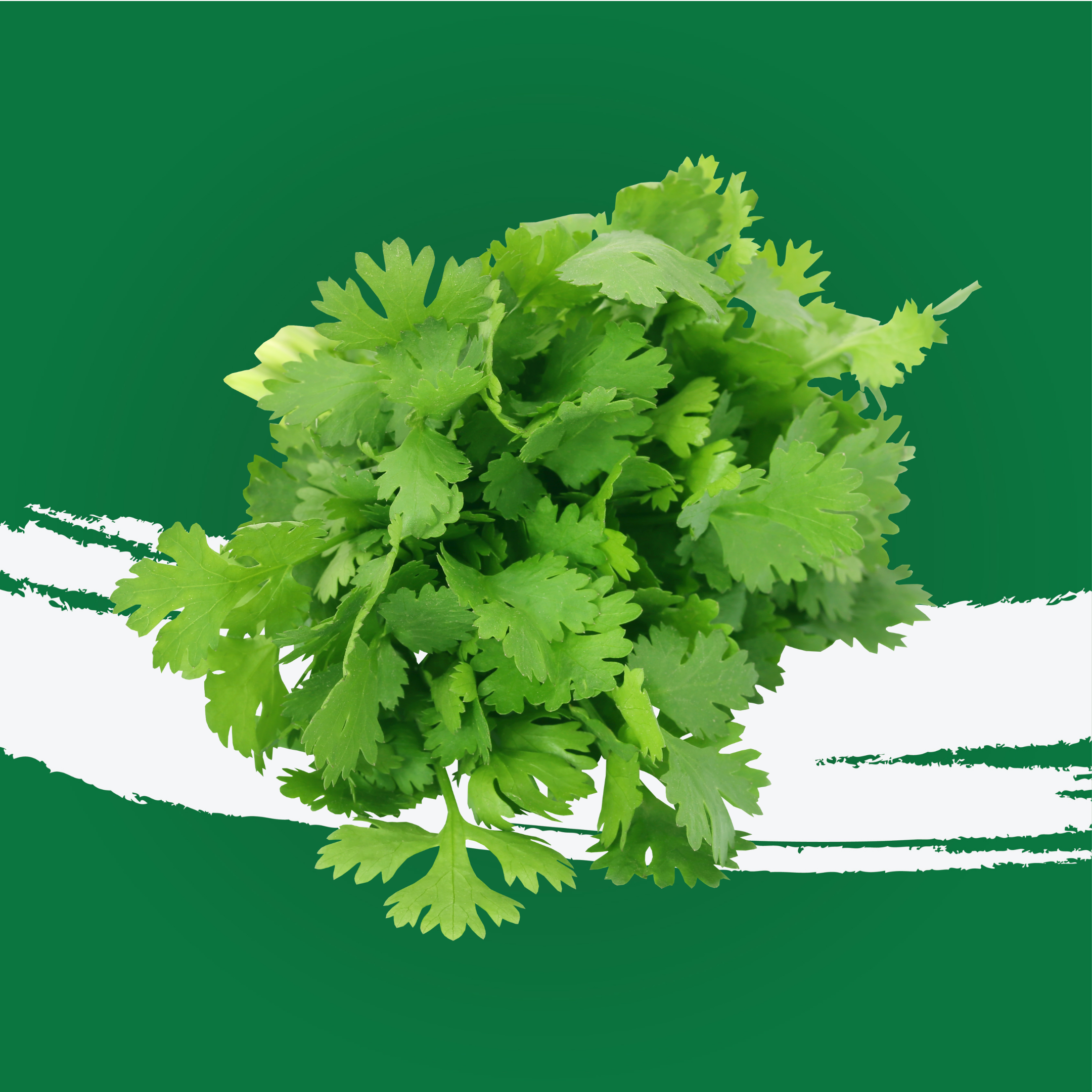 Coriander Me