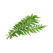 Curry Leaves India