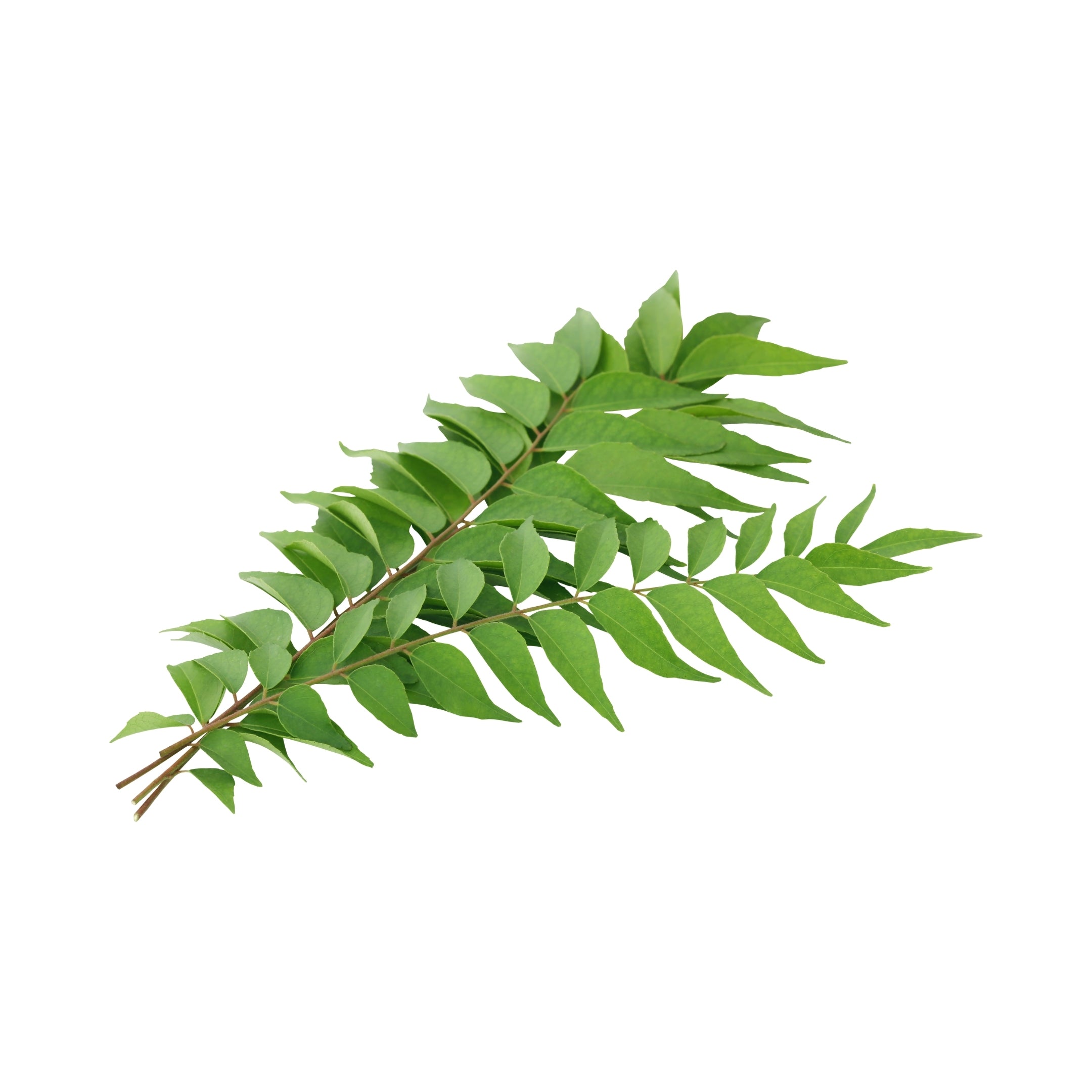 Curry Leaves India