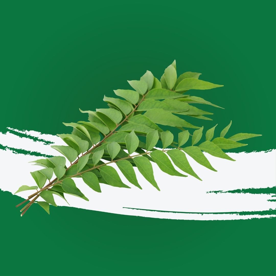 Curry Leaves India
