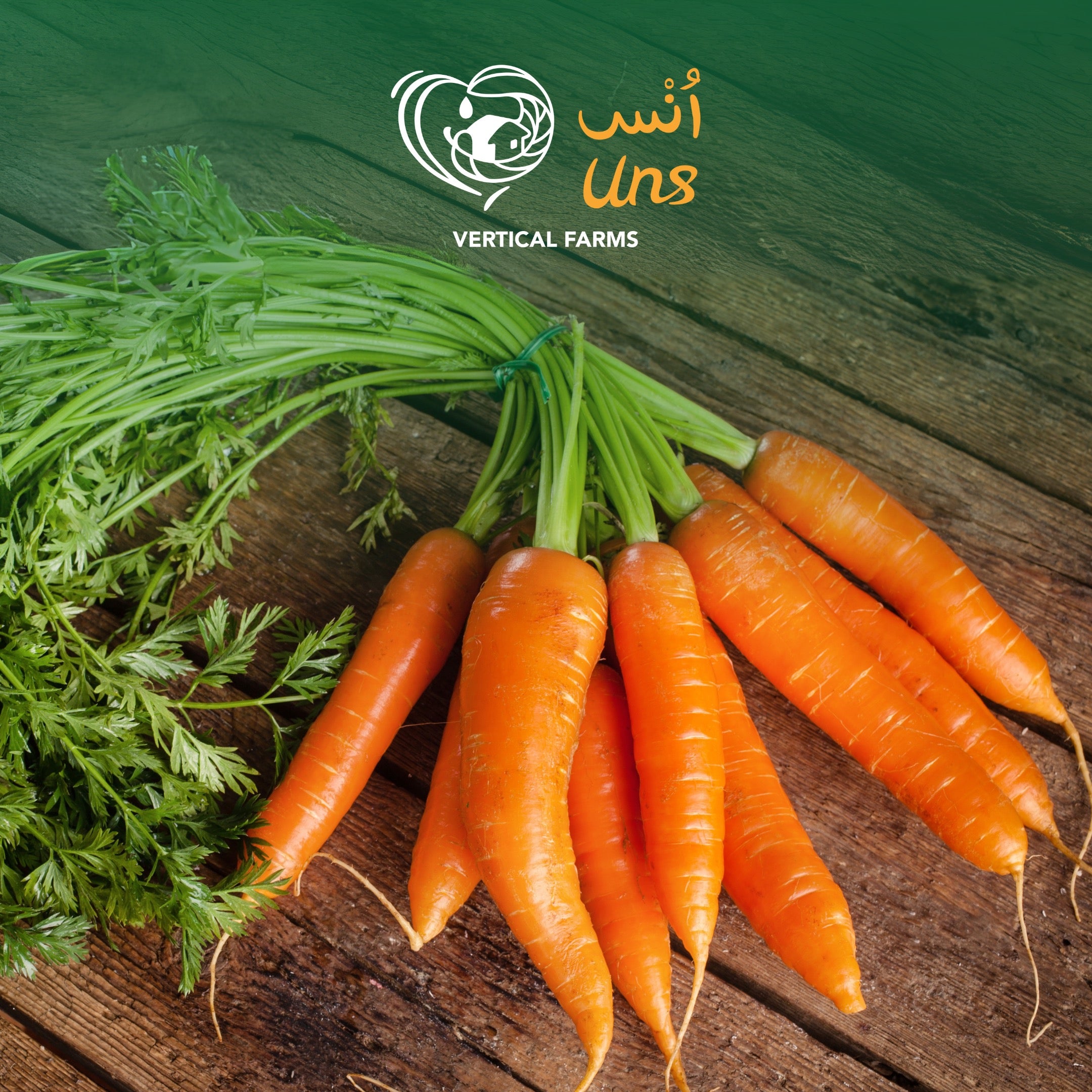 Carrot China