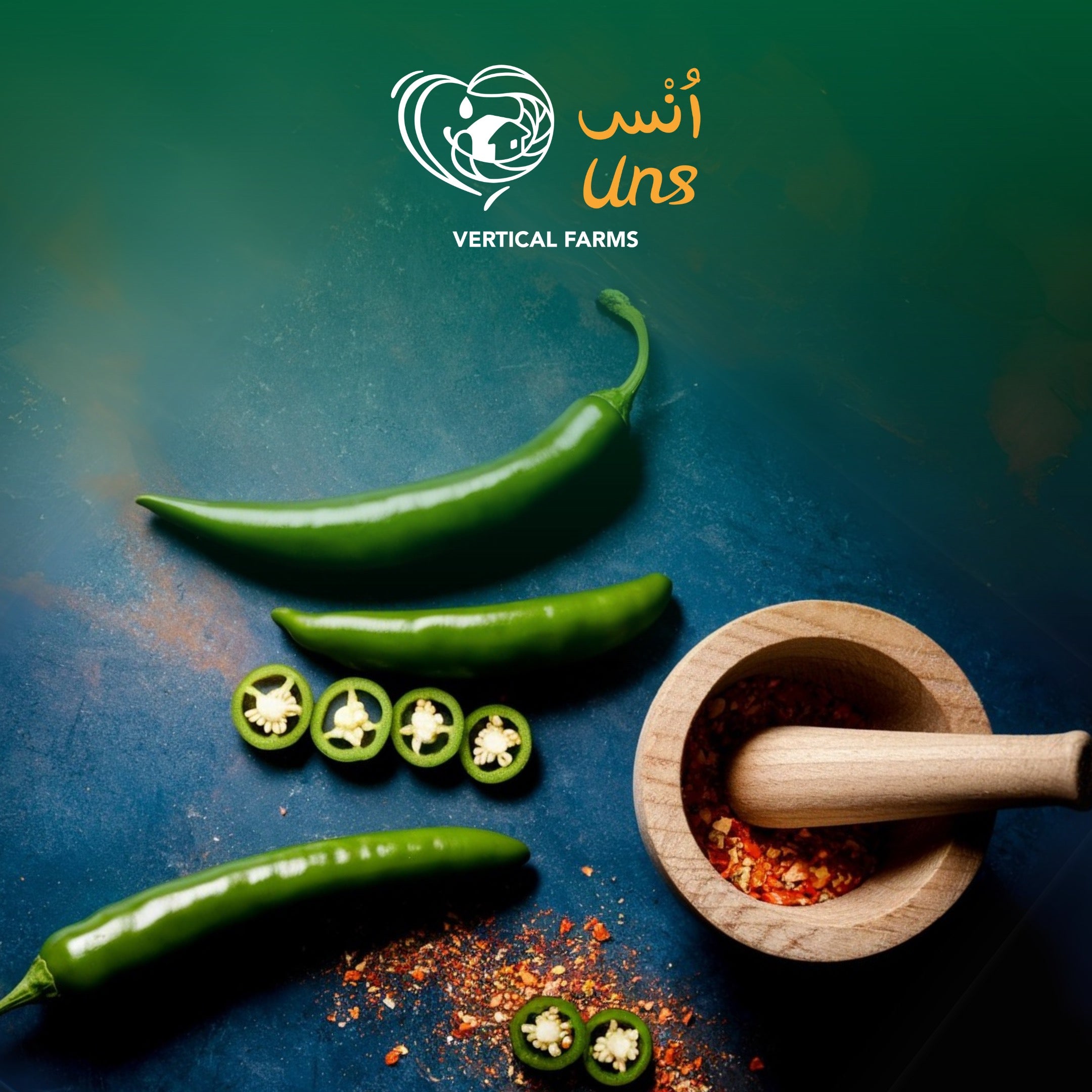 Chilly Green Long UAE