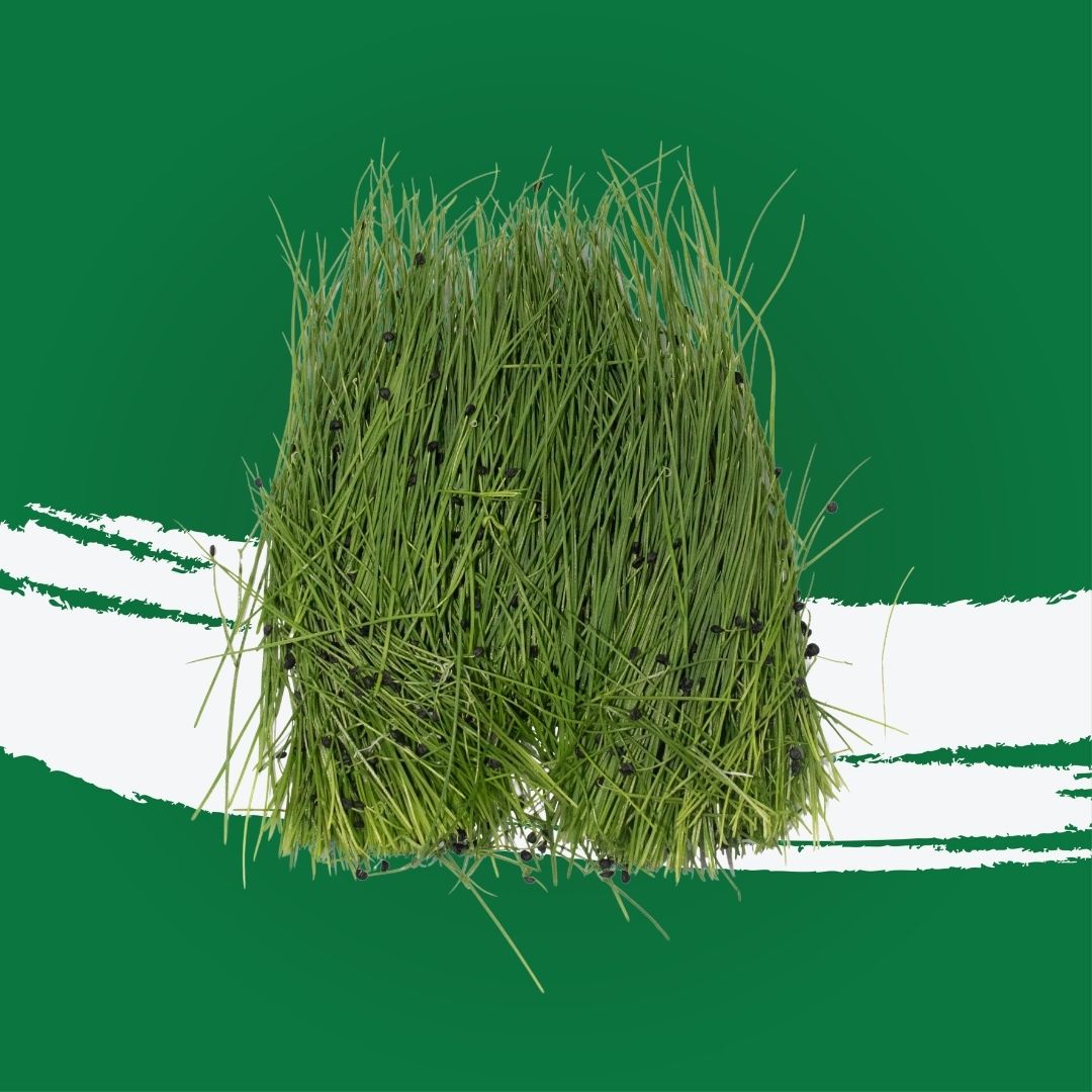 Pesticide-free chives locally grown