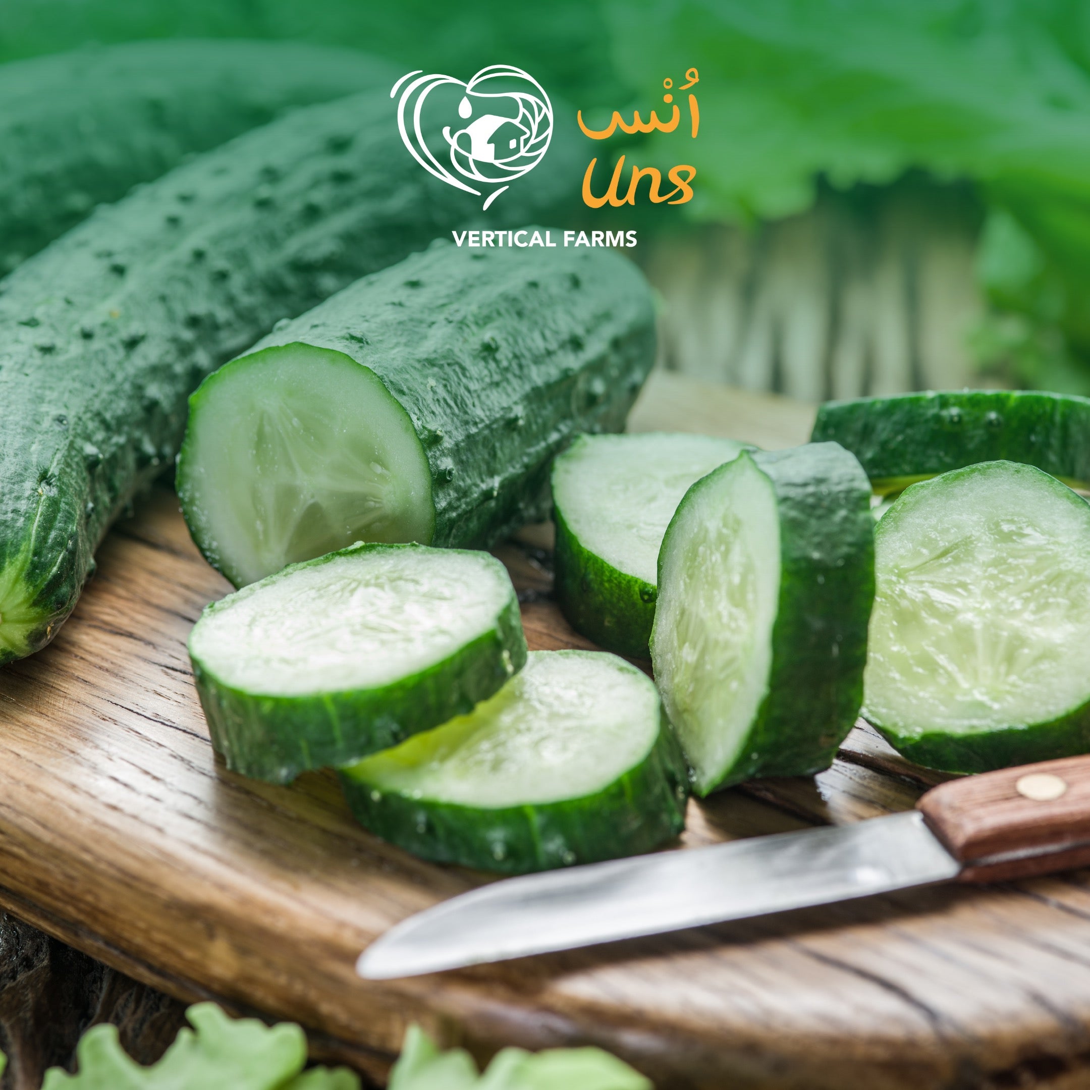 Cucumber UAE