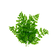Drumstick Leaves Uae