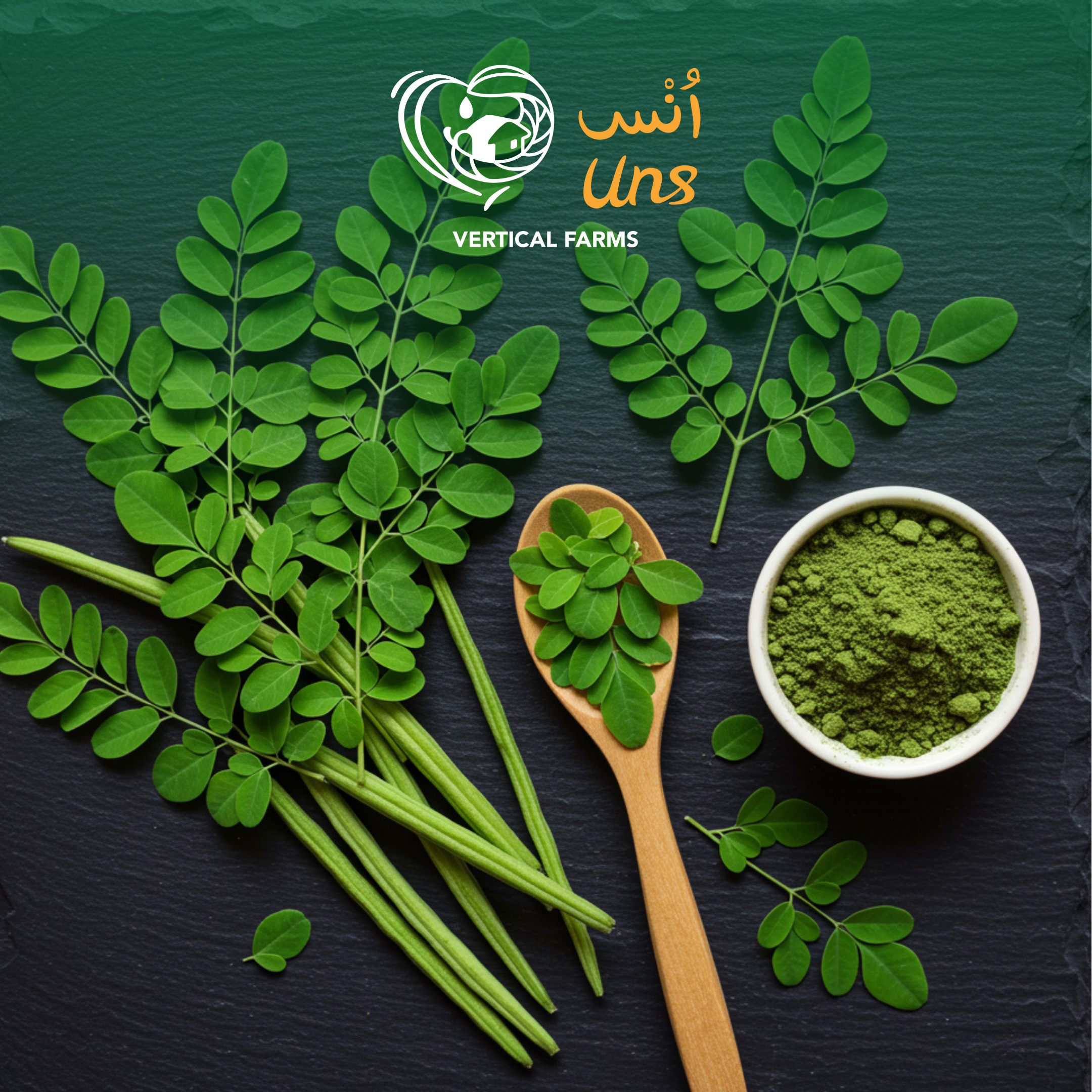 Drumstick Leaves Uae