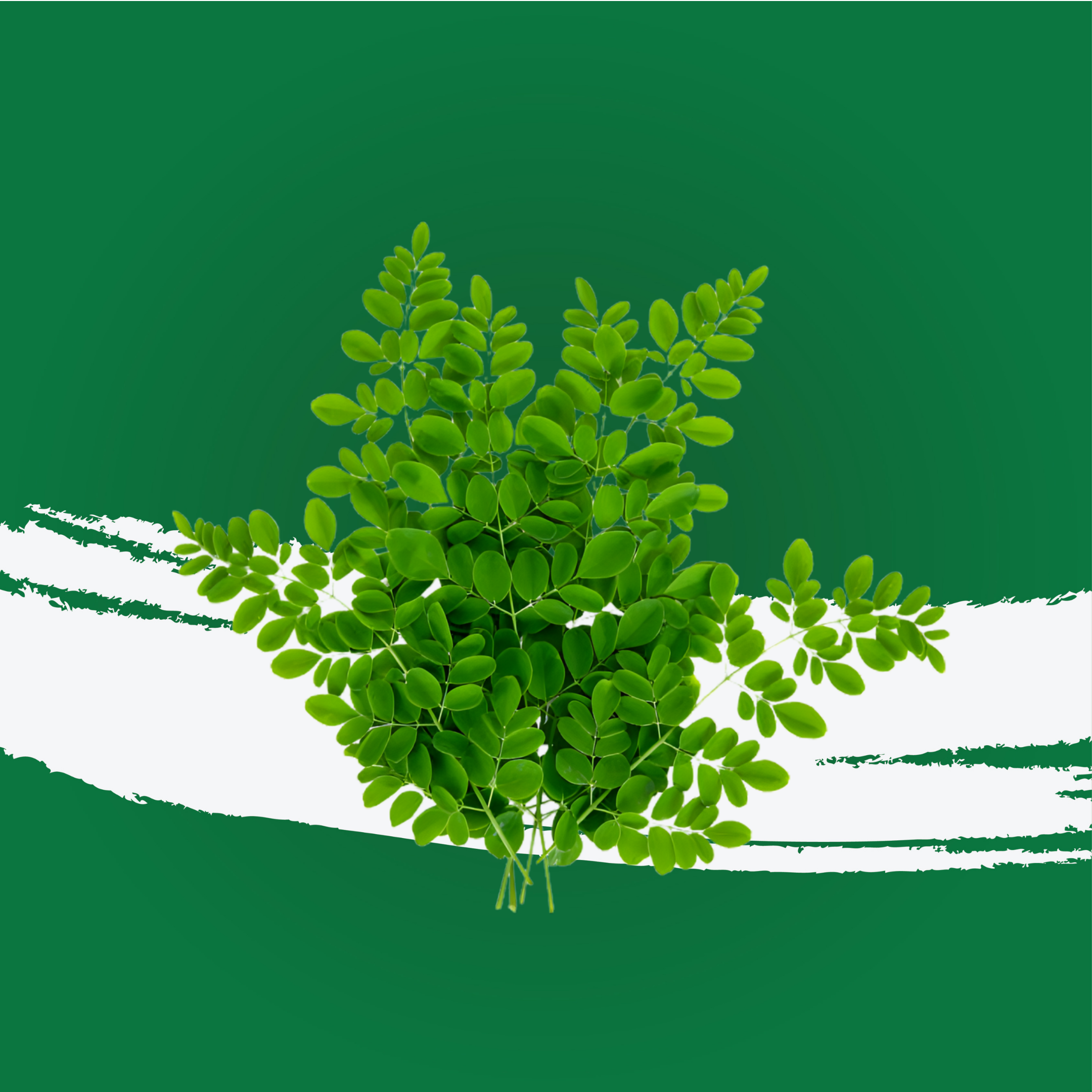 Drumstick Leaves Uae