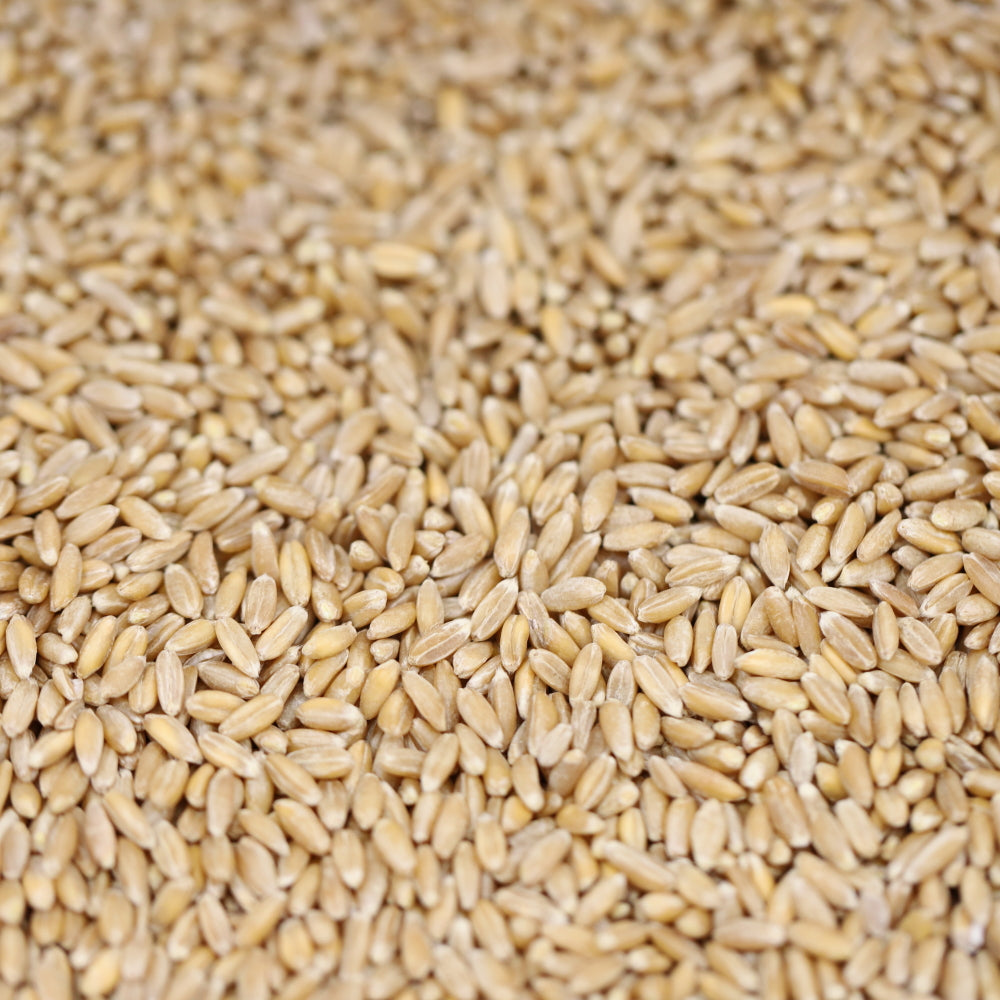 Organic Farro (Spelt) 100g