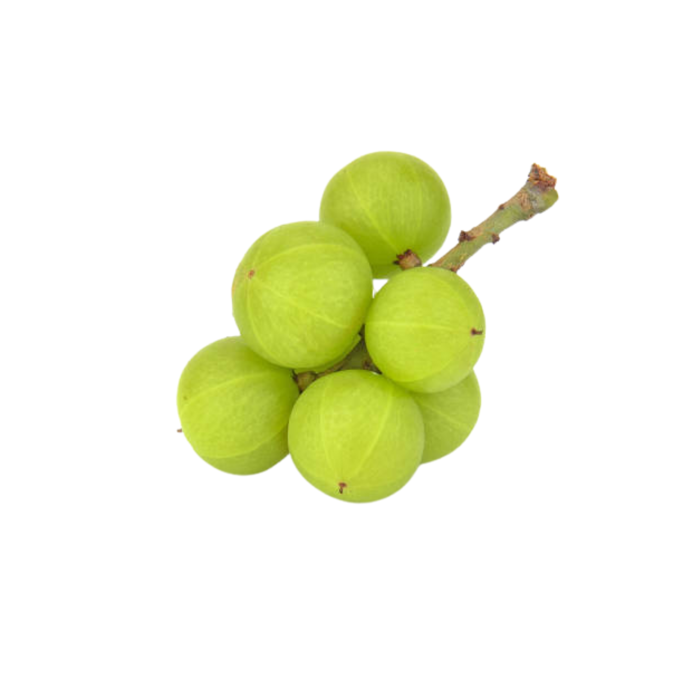 Gooseberry