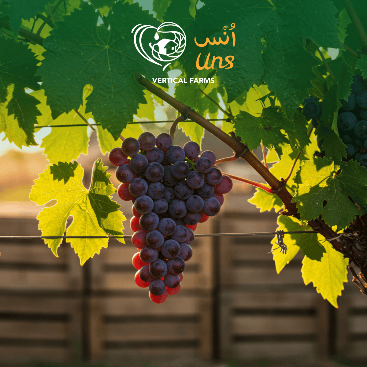 Apple Red Raps Naturally sweet Italian red grapes with juicy texture. – UNS Farms