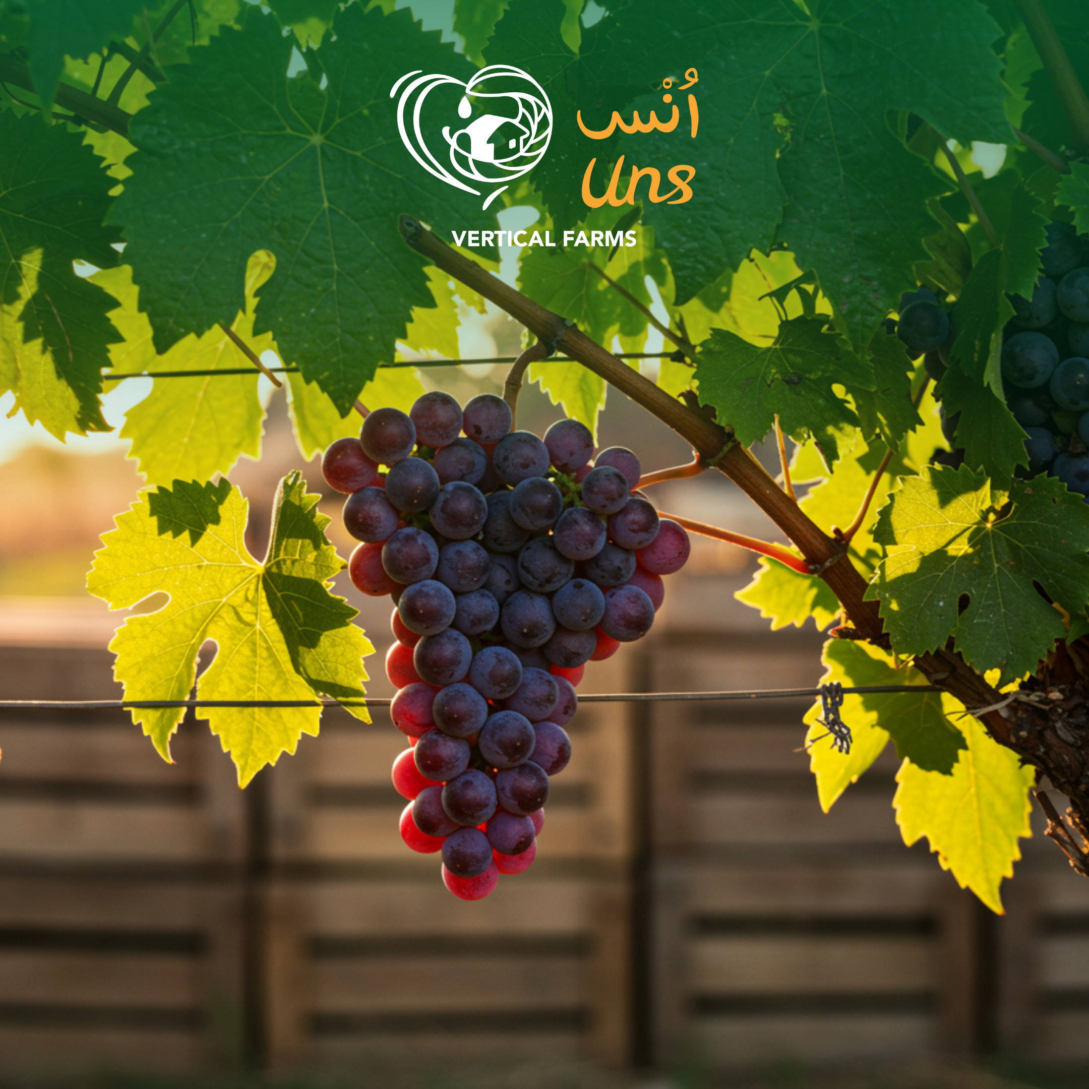 Grapes Red Pp India