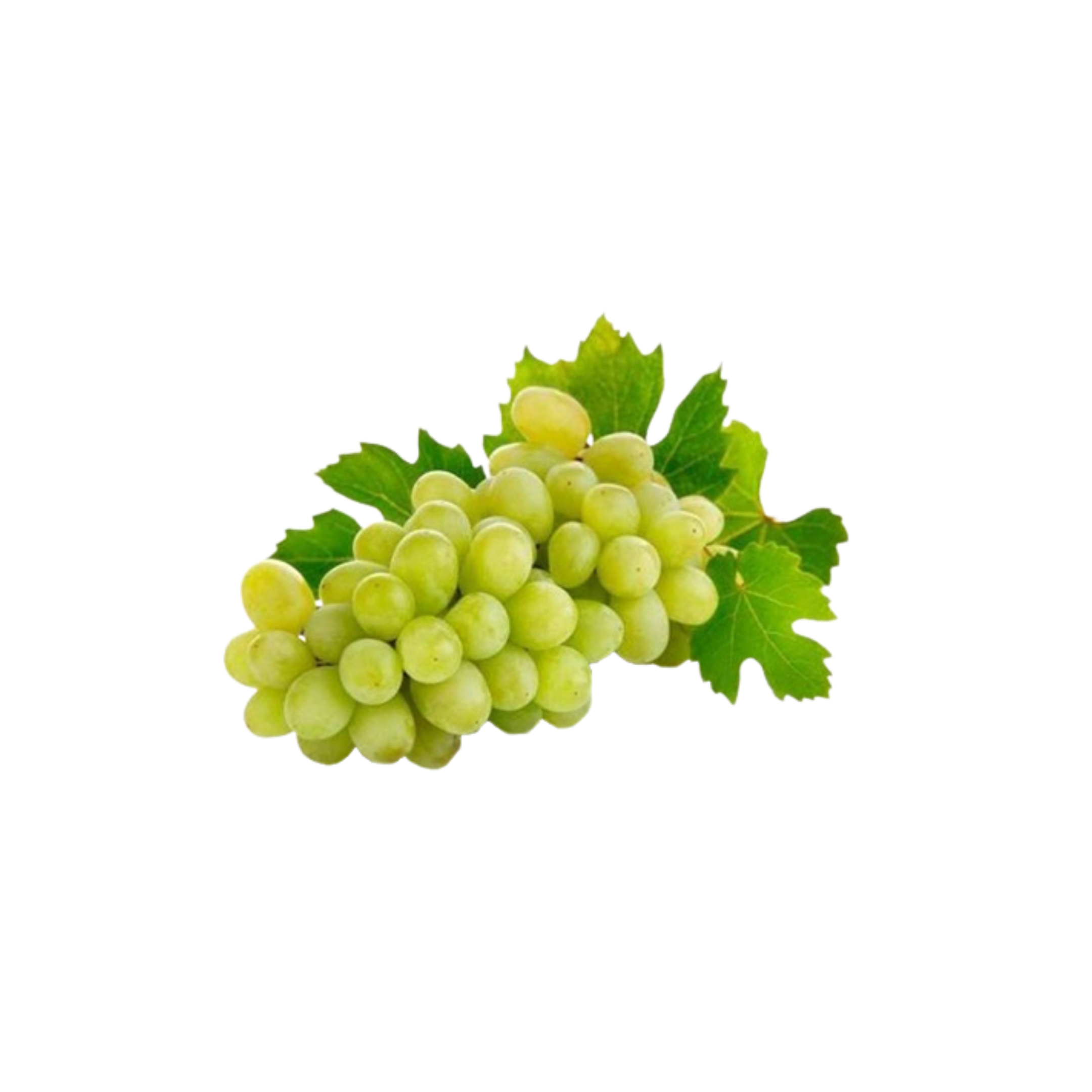 Grapes White Pp India