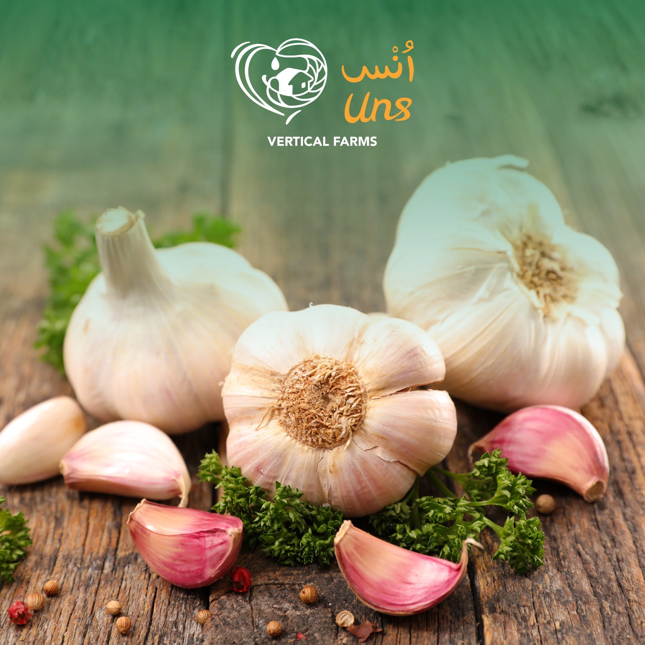 Garlic China