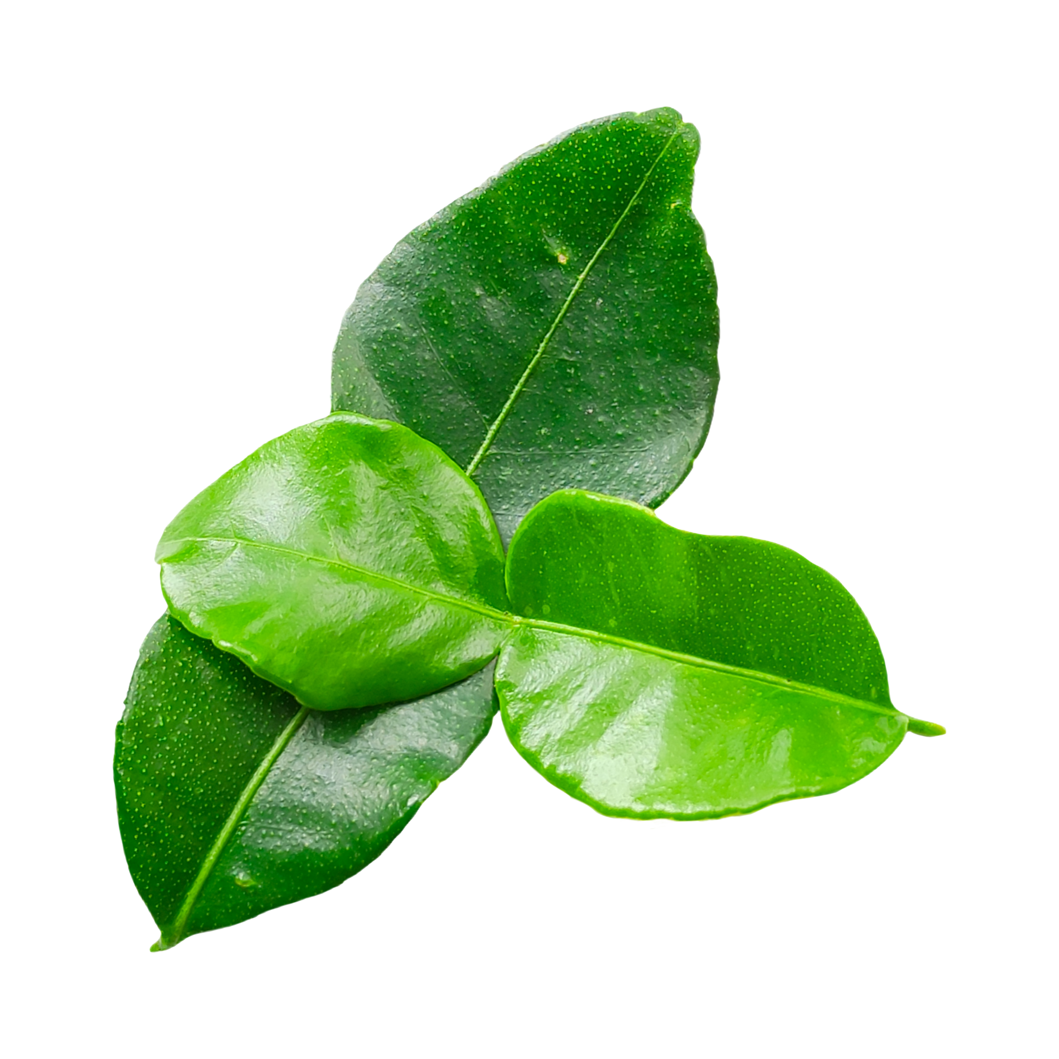 Lemon Leaves (Kaffir) Thailand