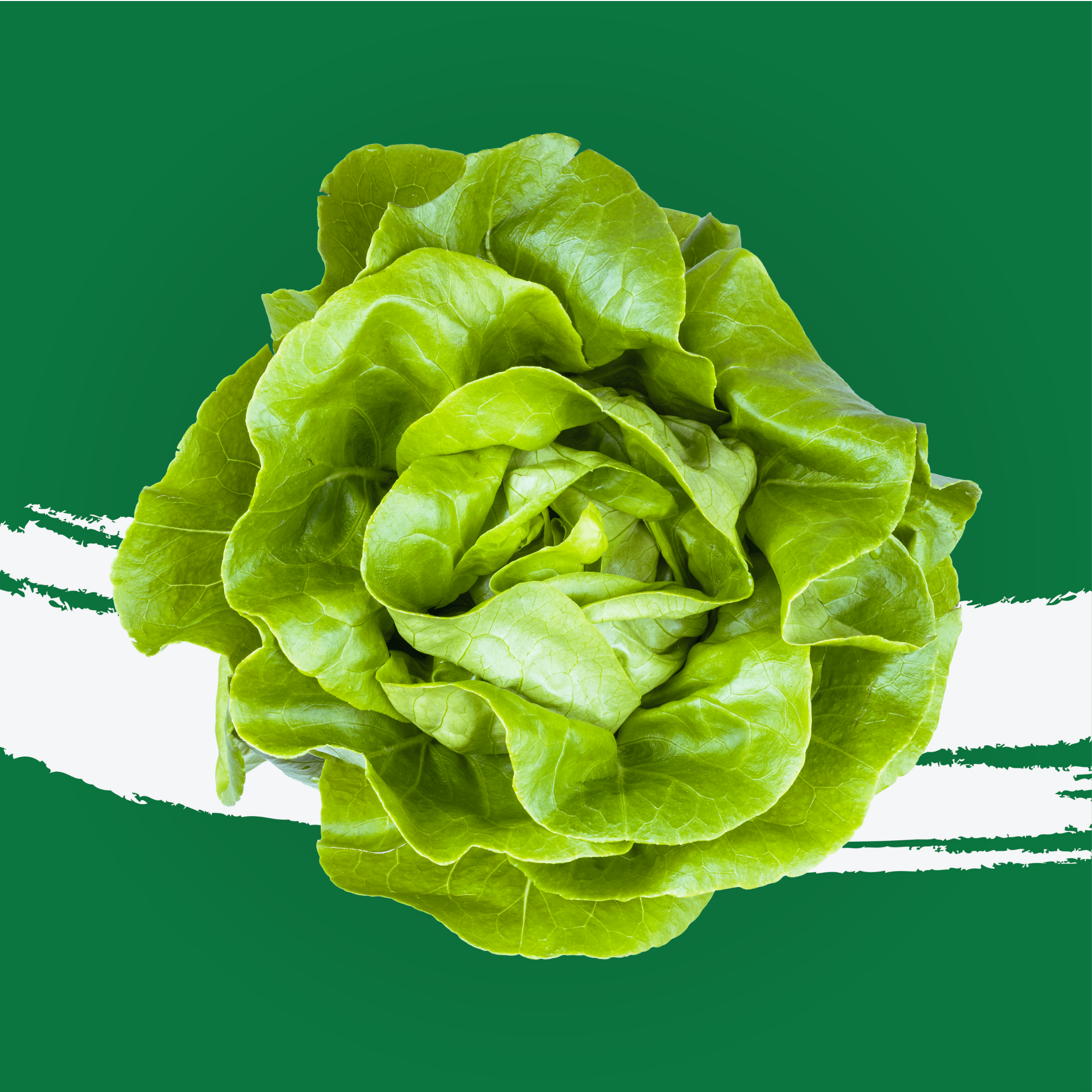 Lettuce Boston Holland