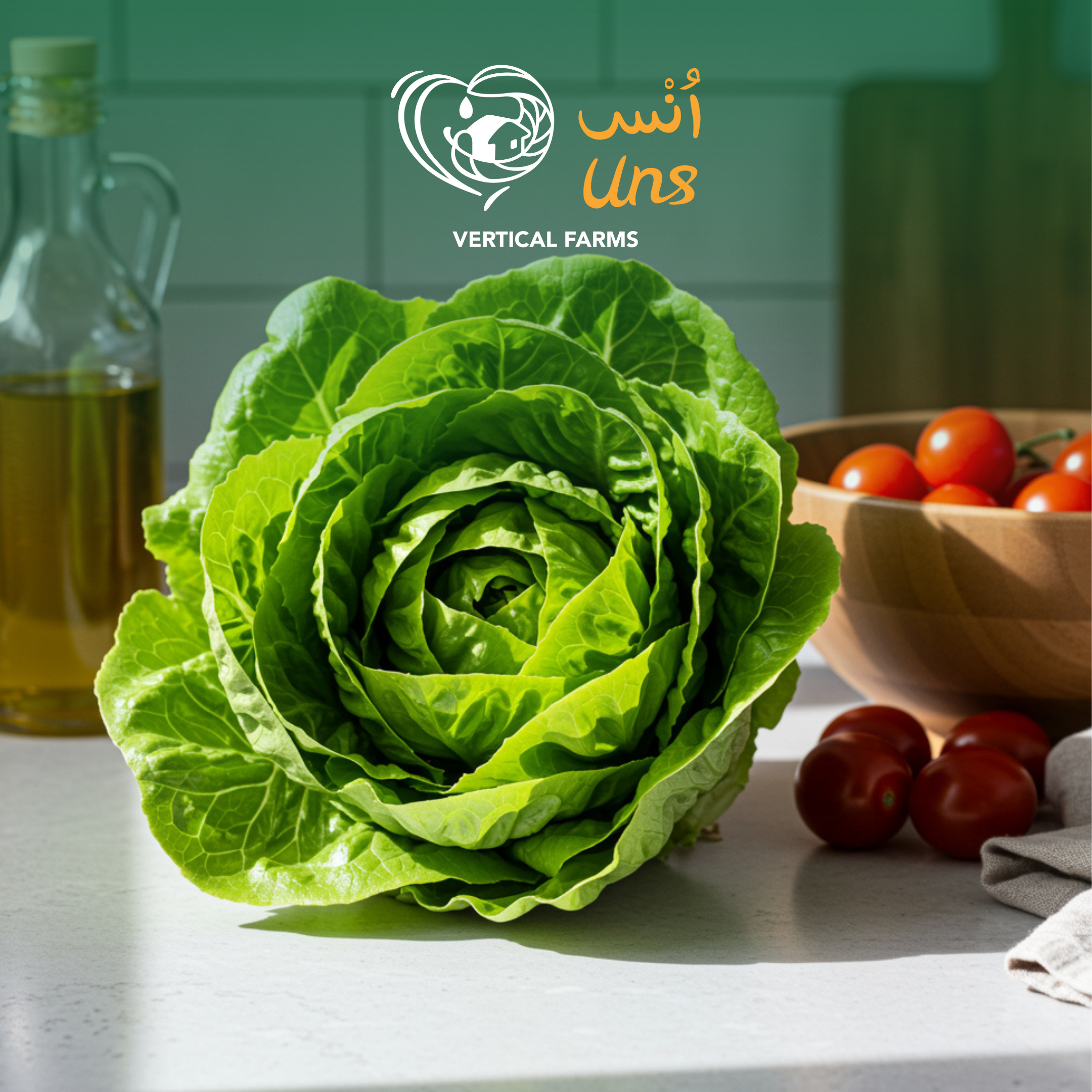 Lettuce Boston Holland