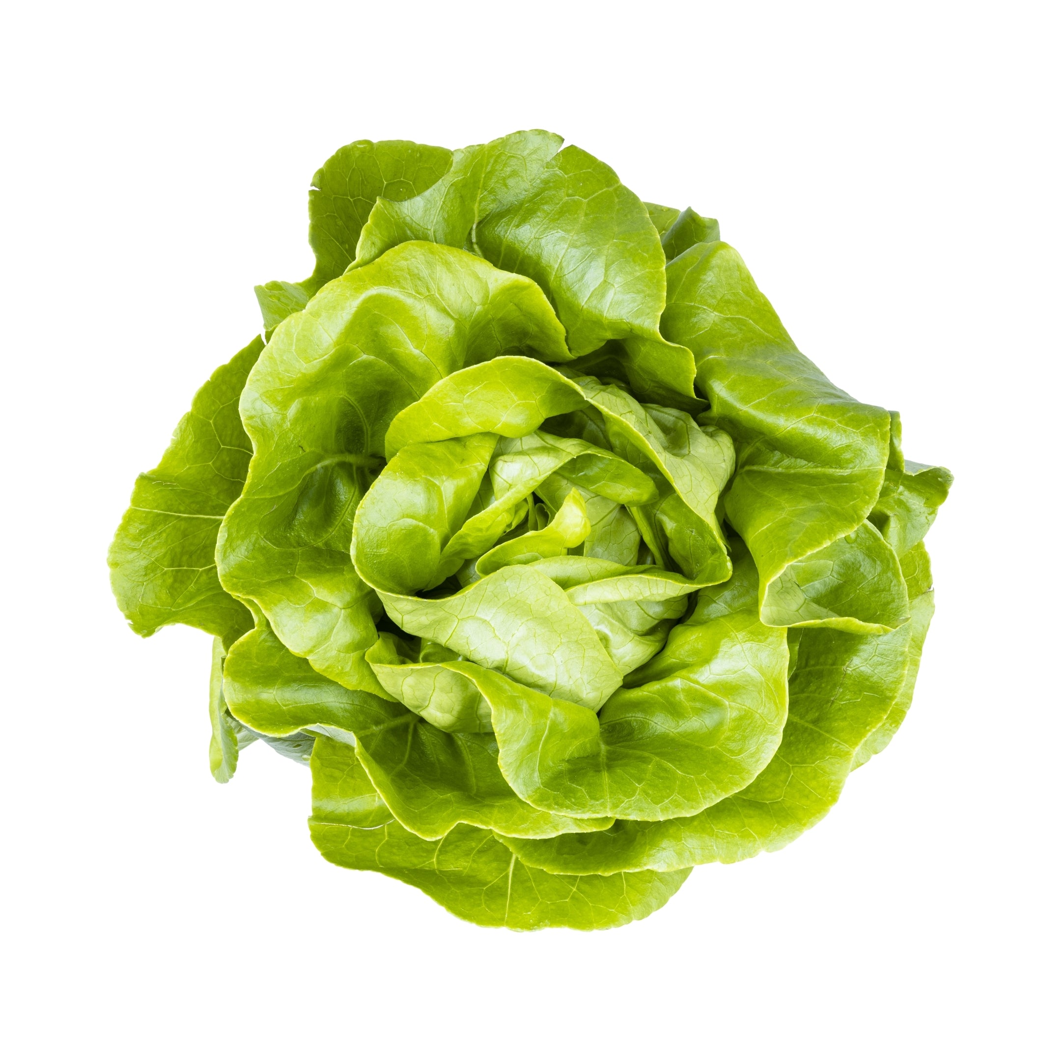 Lettuce Boston UAE